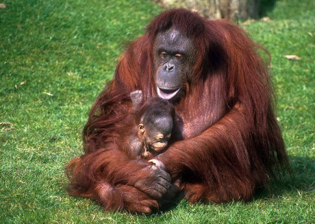 orangutan sa