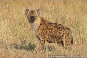 hyena-skvrnita-img_7994mw.jpg