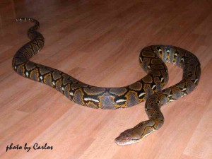 python_reticulatus_004.jpg